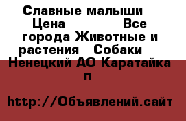 Славные малыши! › Цена ­ 10 000 - Все города Животные и растения » Собаки   . Ненецкий АО,Каратайка п.